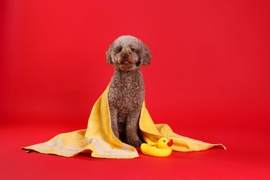 Photo of Cute dog with towel and bath ducks on red background