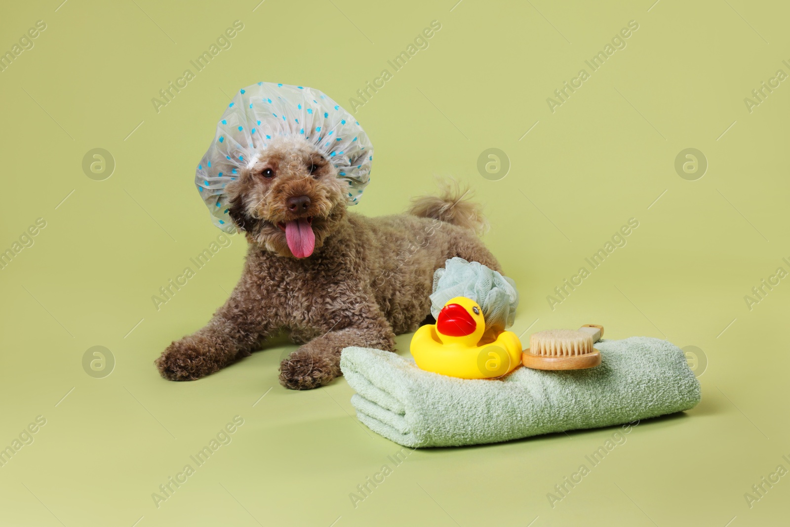 Photo of Cute dog with shower cap and other bath accessories on pale olive background