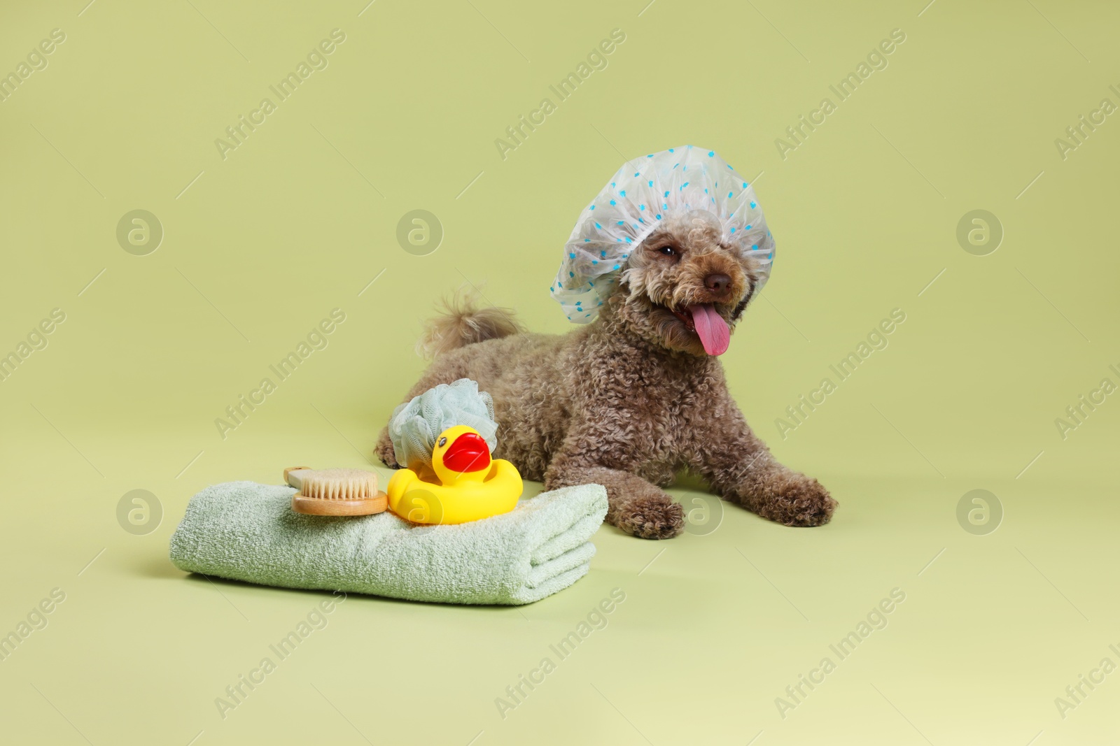 Photo of Cute dog with shower cap and other bath accessories on pale olive background