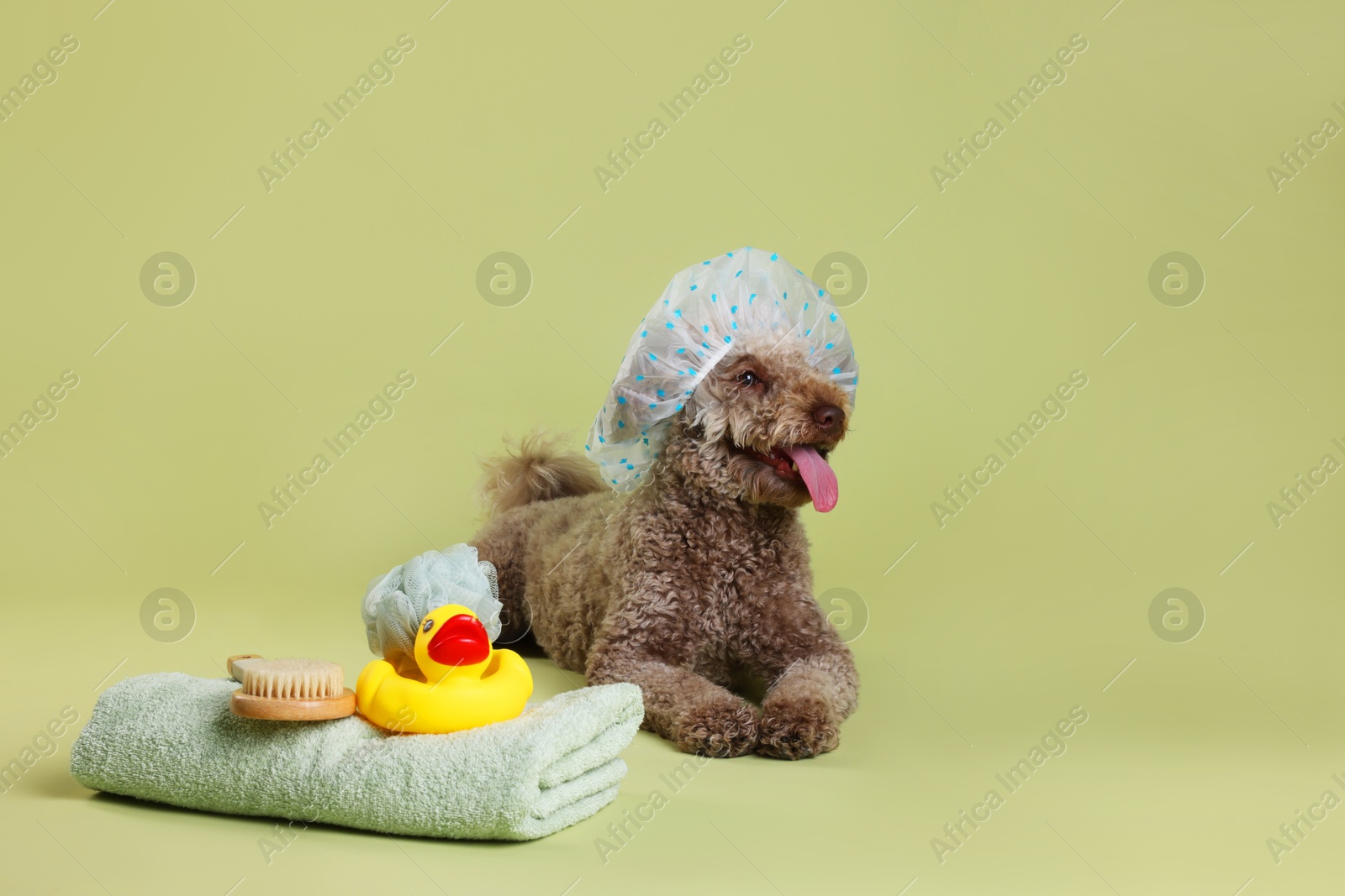 Photo of Cute dog with shower cap and other bath accessories on pale olive background, space for text