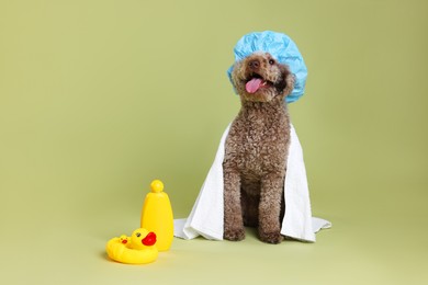 Photo of Cute dog with shower cap and other bath accessories on pale olive background