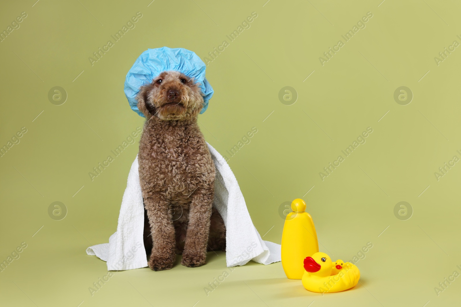 Photo of Cute dog with shower cap and other bath accessories on pale olive background