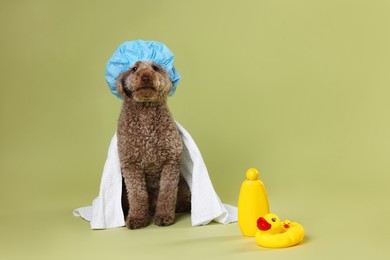 Photo of Cute dog with shower cap and other bath accessories on pale olive background