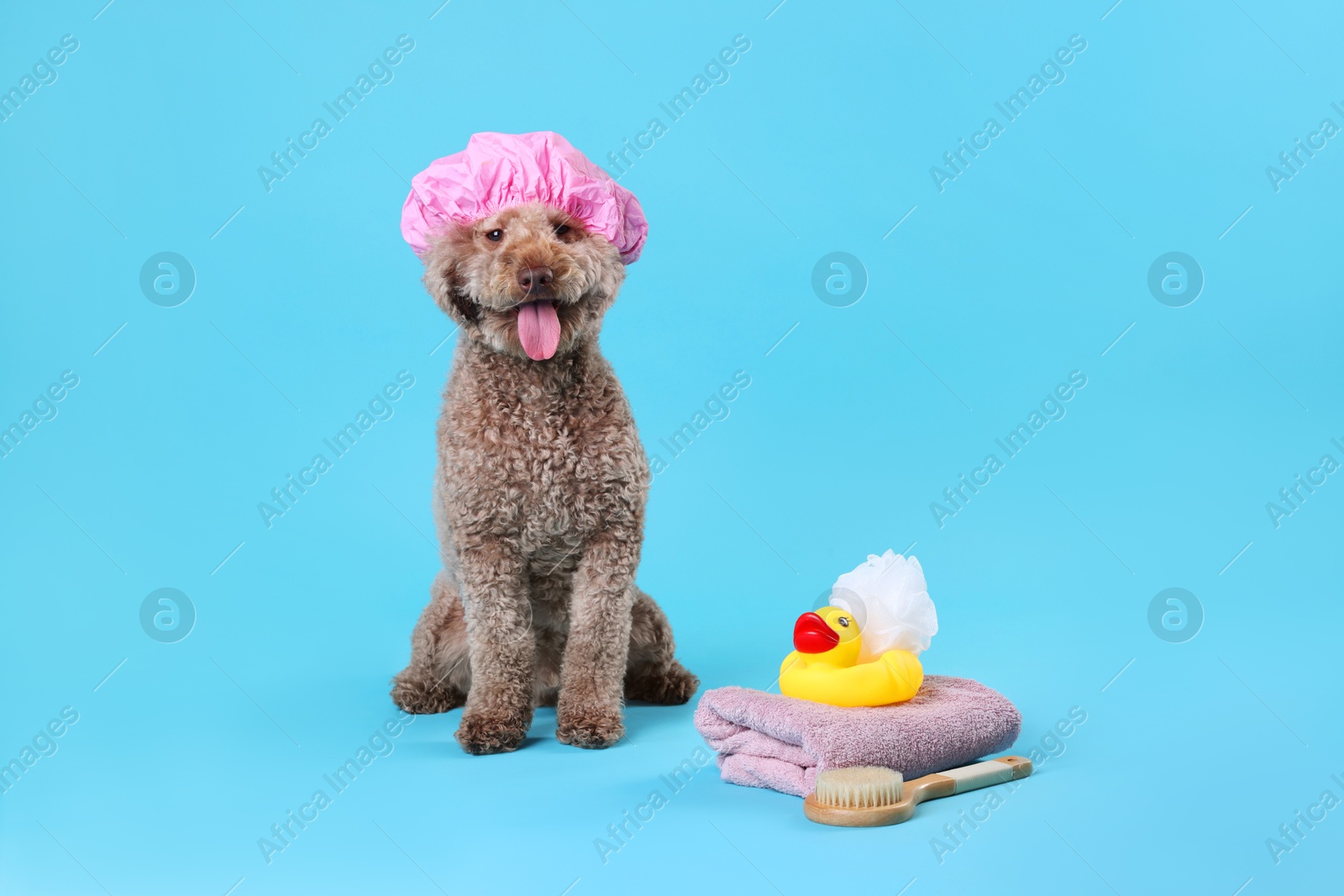 Photo of Cute dog with shower cap and other bath accessories on light blue background