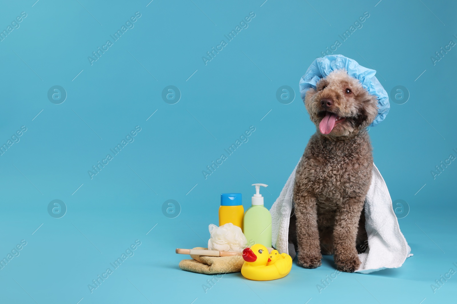 Photo of Cute dog with shower cap and other bath accessories on light blue background, space for text