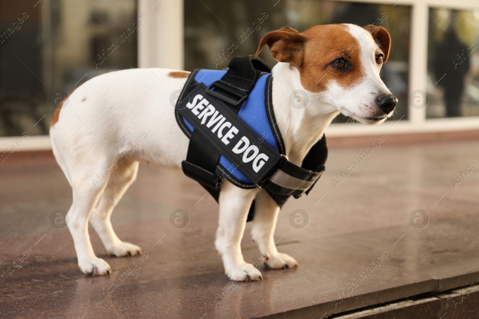 Photo of Cute Jack Russell Terrier wearing service dog vest outdoors