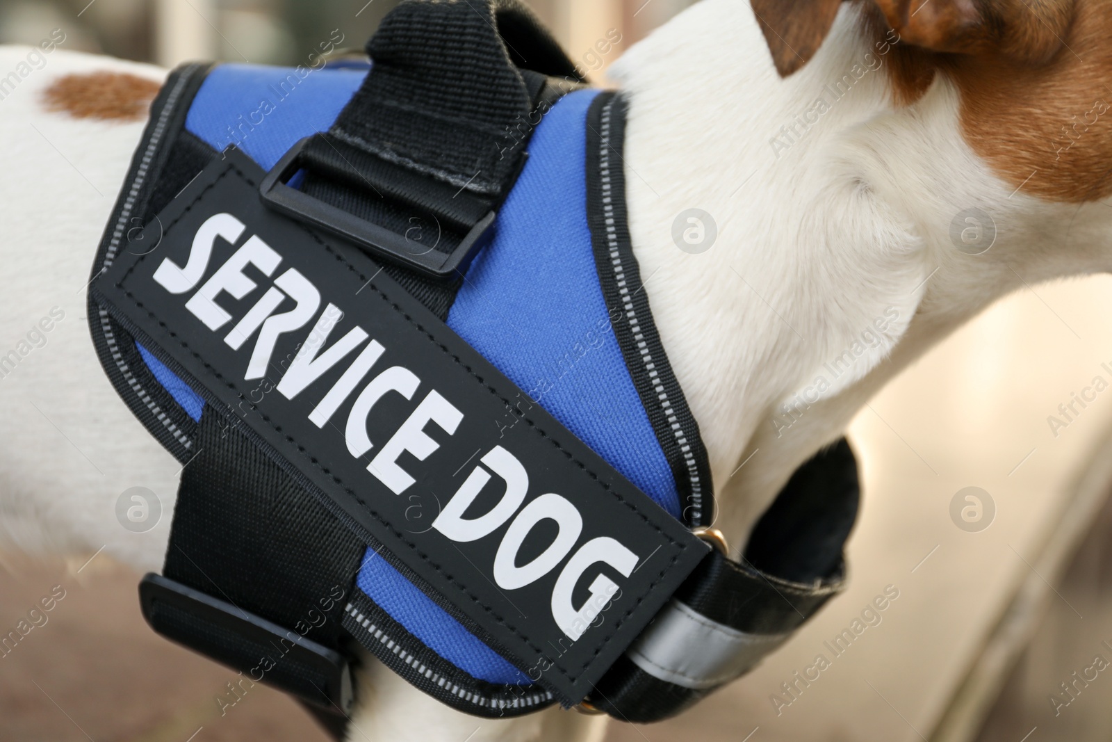 Photo of Cute Jack Russell Terrier wearing service dog vest outdoors, closeup