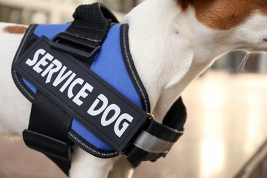 Photo of Cute Jack Russell Terrier wearing service dog vest outdoors, closeup