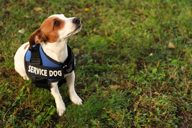 Photo of Cute Jack Russell Terrier wearing service dog vest outdoors, space for text