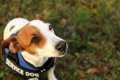 Photo of Cute Jack Russell Terrier wearing service dog vest outdoors, closeup. Space for text