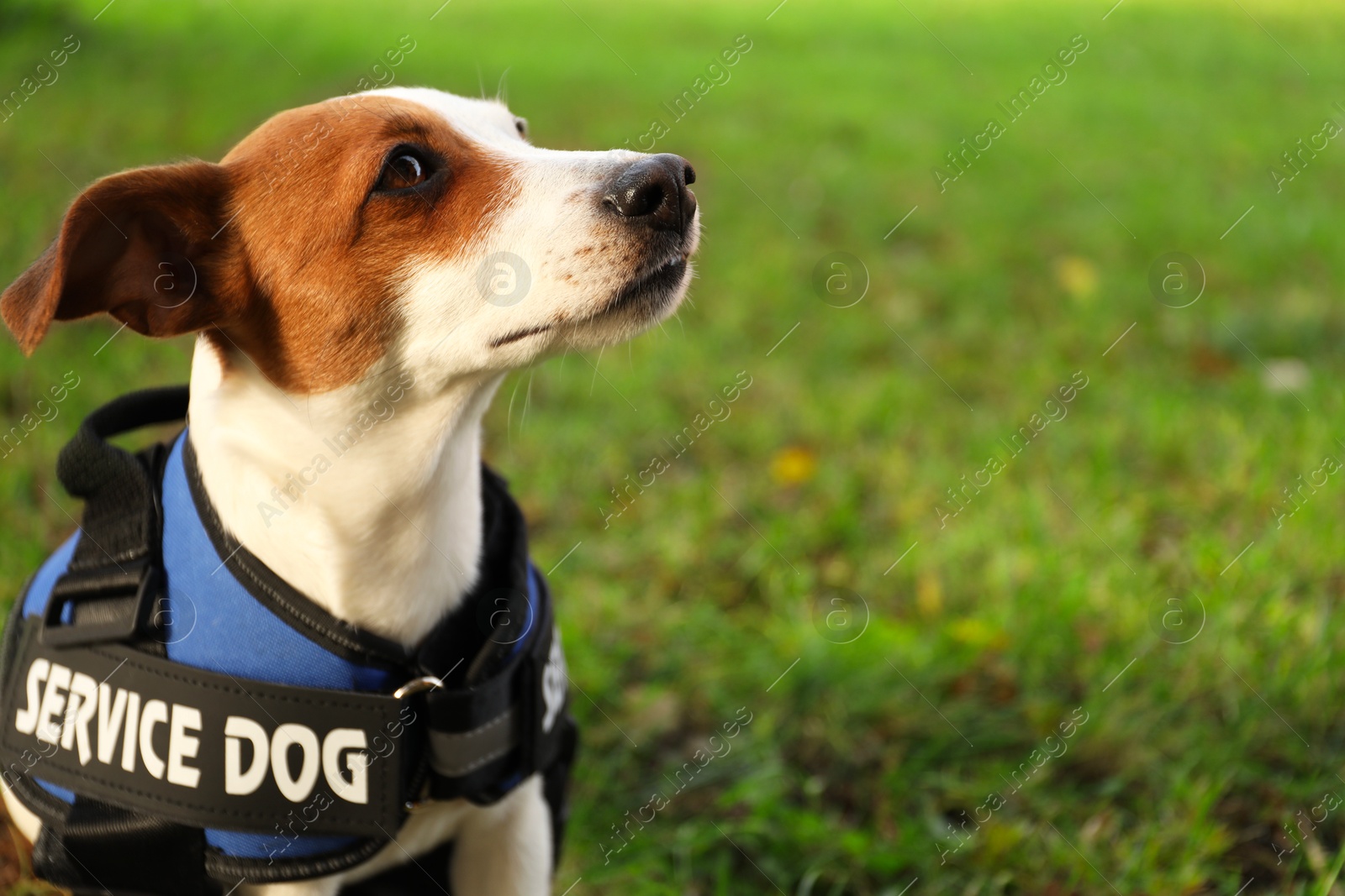 Photo of Cute Jack Russell Terrier wearing service dog vest outdoors, closeup. Space for text