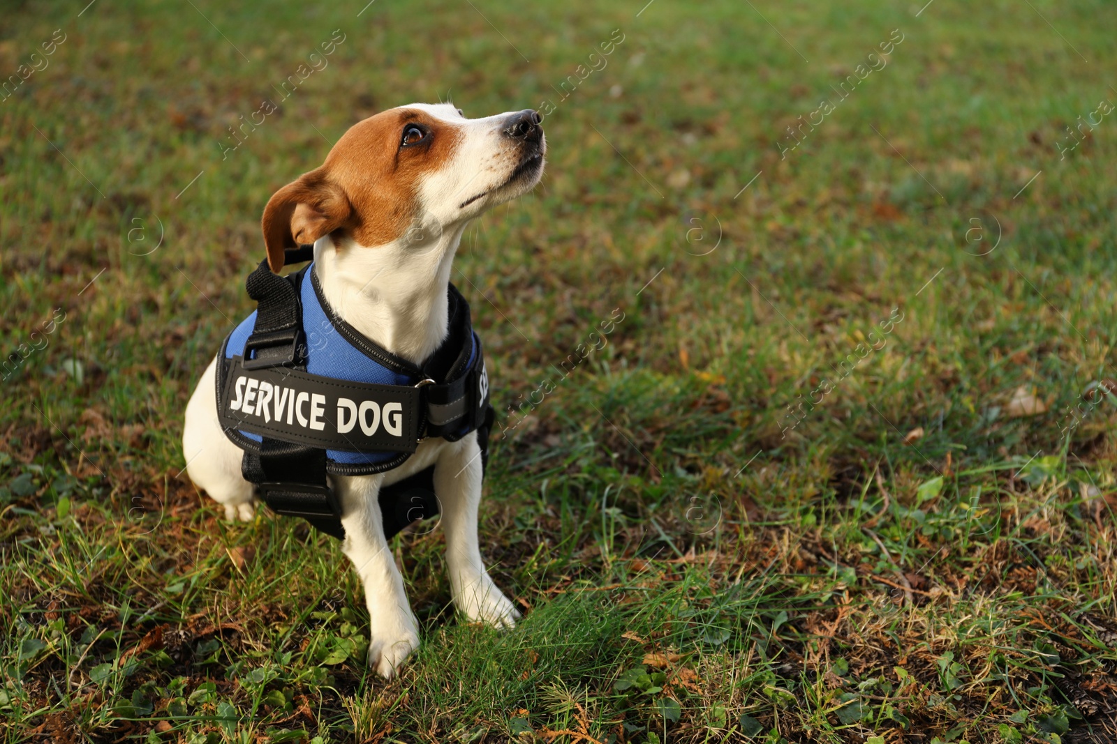 Photo of Cute Jack Russell Terrier wearing service dog vest outdoors, space for text