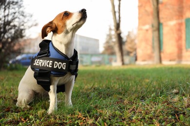 Photo of Cute Jack Russell Terrier wearing service dog vest outdoors, space for text