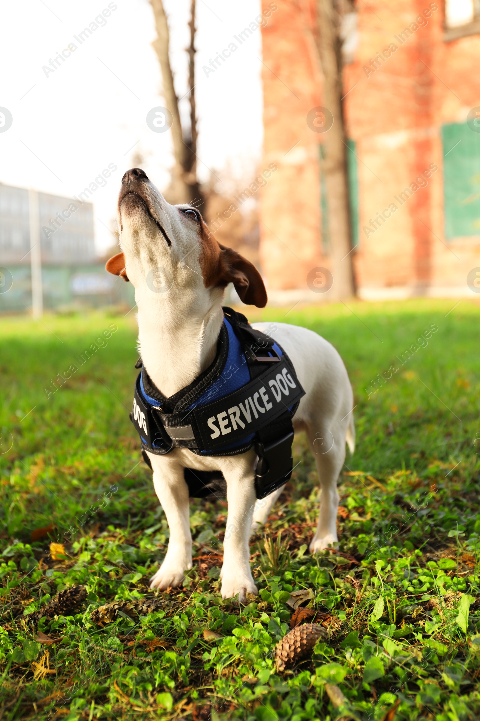 Photo of Cute Jack Russell Terrier wearing service dog vest outdoors