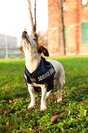 Photo of Cute Jack Russell Terrier wearing service dog vest outdoors