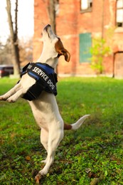 Photo of Cute Jack Russell Terrier in service dog vest jumping outdoors