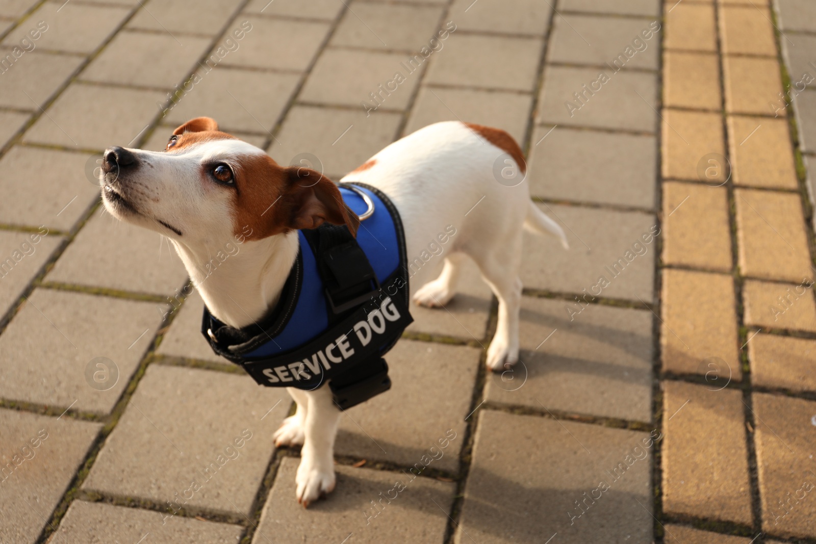 Photo of Cute Jack Russell Terrier wearing service dog vest outdoors