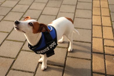 Photo of Cute Jack Russell Terrier wearing service dog vest outdoors