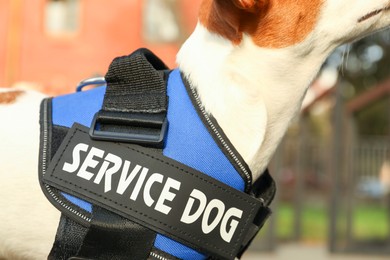 Photo of Cute Jack Russell Terrier wearing service dog vest outdoors, closeup