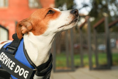 Photo of Cute Jack Russell Terrier wearing service dog vest outdoors, closeup. Space for text