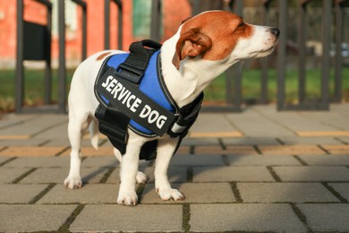 Photo of Cute Jack Russell Terrier wearing service dog vest outdoors