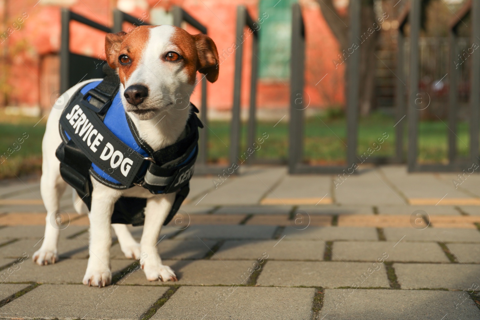 Photo of Cute Jack Russell Terrier wearing service dog vest outdoors, space for text