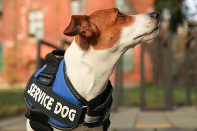 Photo of Cute Jack Russell Terrier wearing service dog vest outdoors, closeup