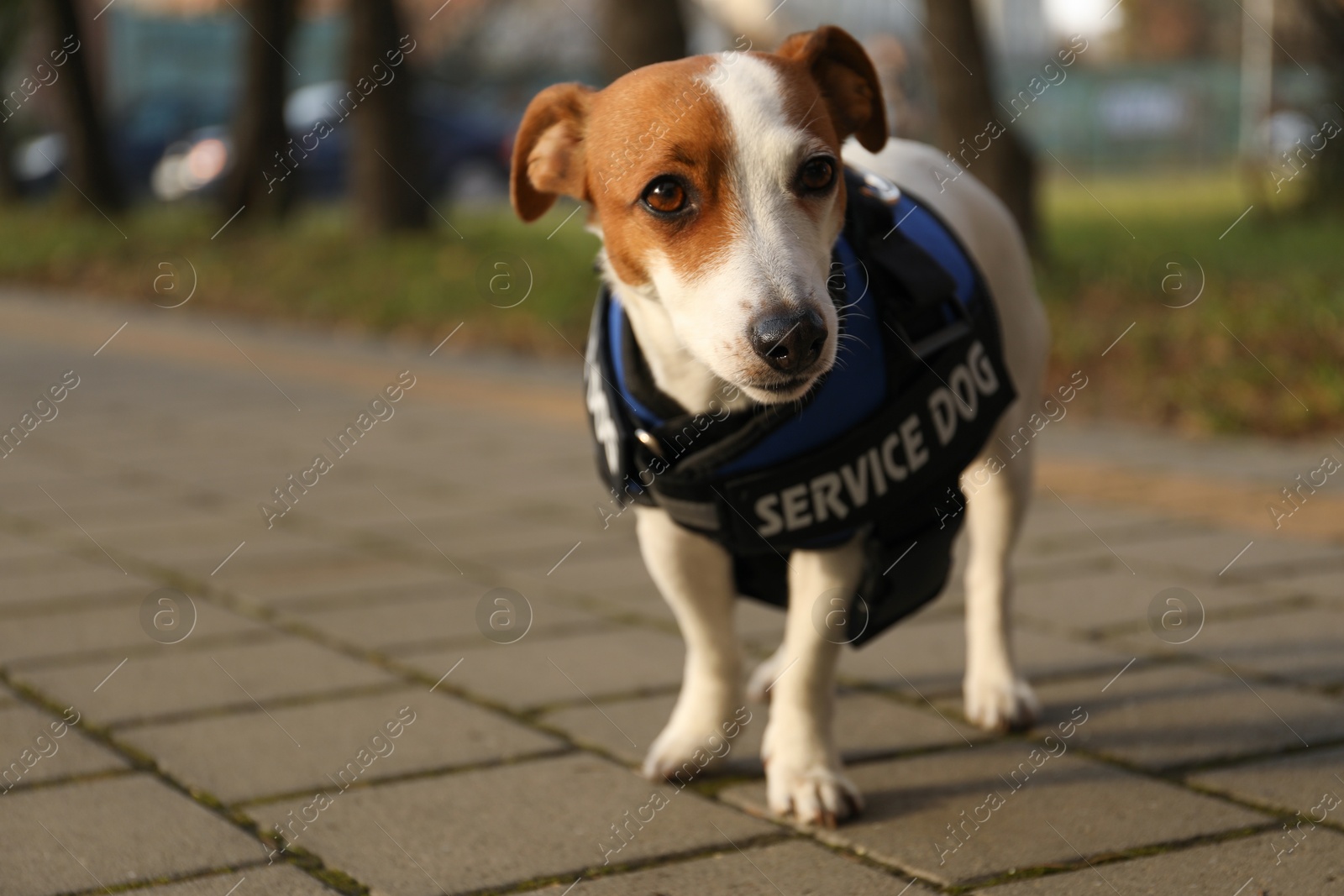 Photo of Cute Jack Russell Terrier wearing service dog vest outdoors