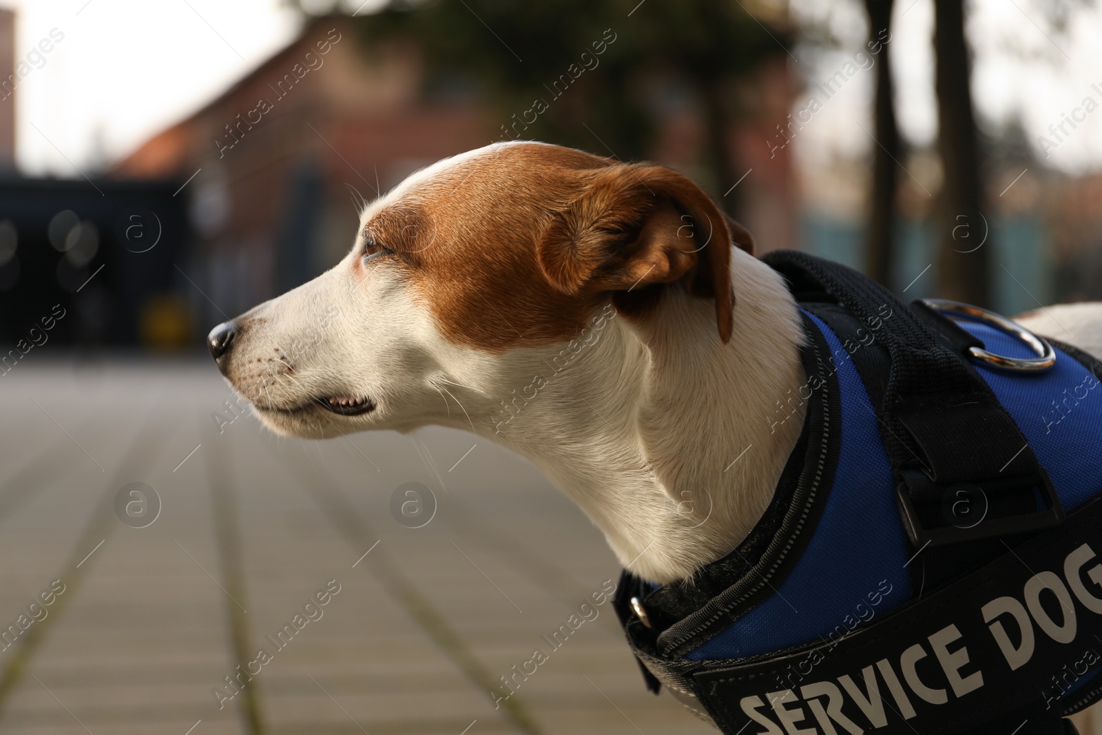 Photo of Cute Jack Russell Terrier wearing service dog vest outdoors, closeup