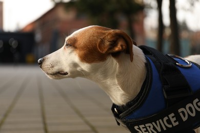 Photo of Cute Jack Russell Terrier wearing service dog vest outdoors, closeup