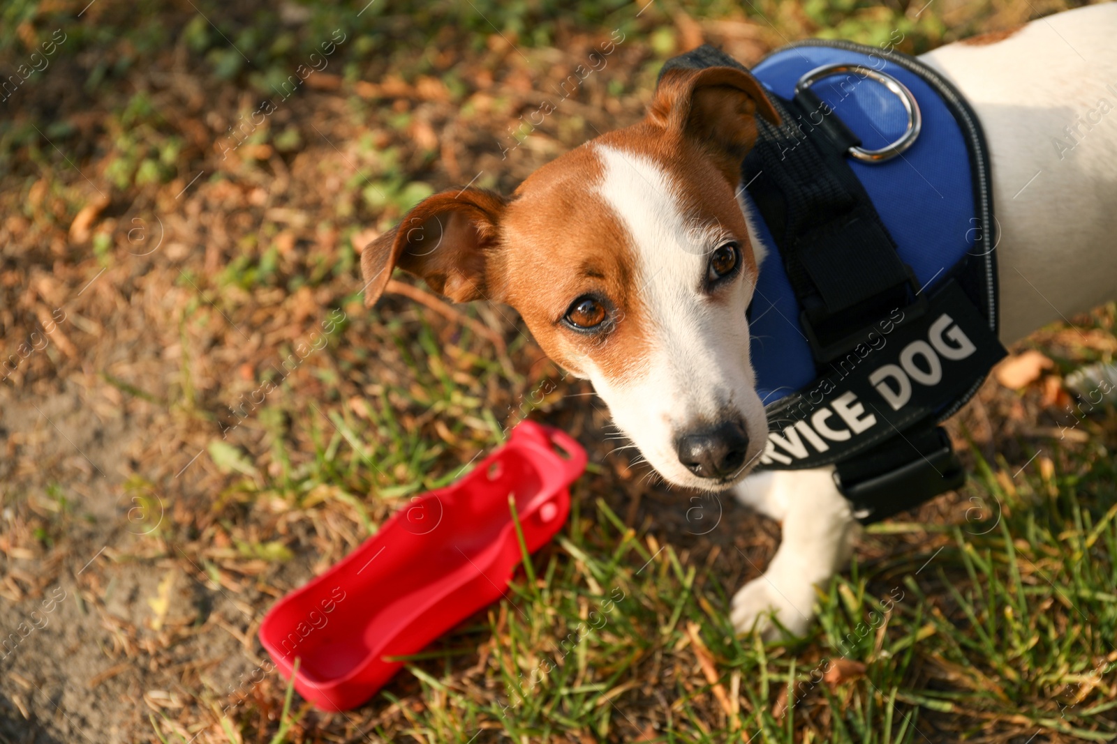 Photo of Cute Jack Russell Terrier wearing service dog vest outdoors, space for text