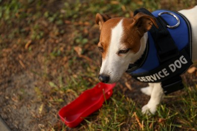 Photo of Cute Jack Russell Terrier wearing service dog vest outdoors, space for text