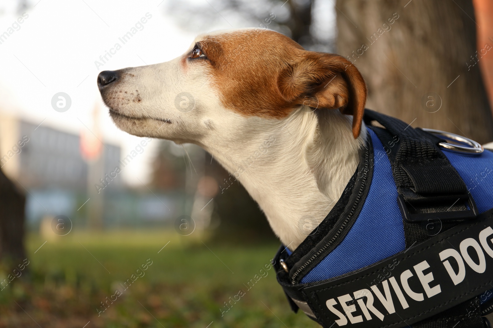 Photo of Cute Jack Russell Terrier wearing service dog vest outdoors, closeup