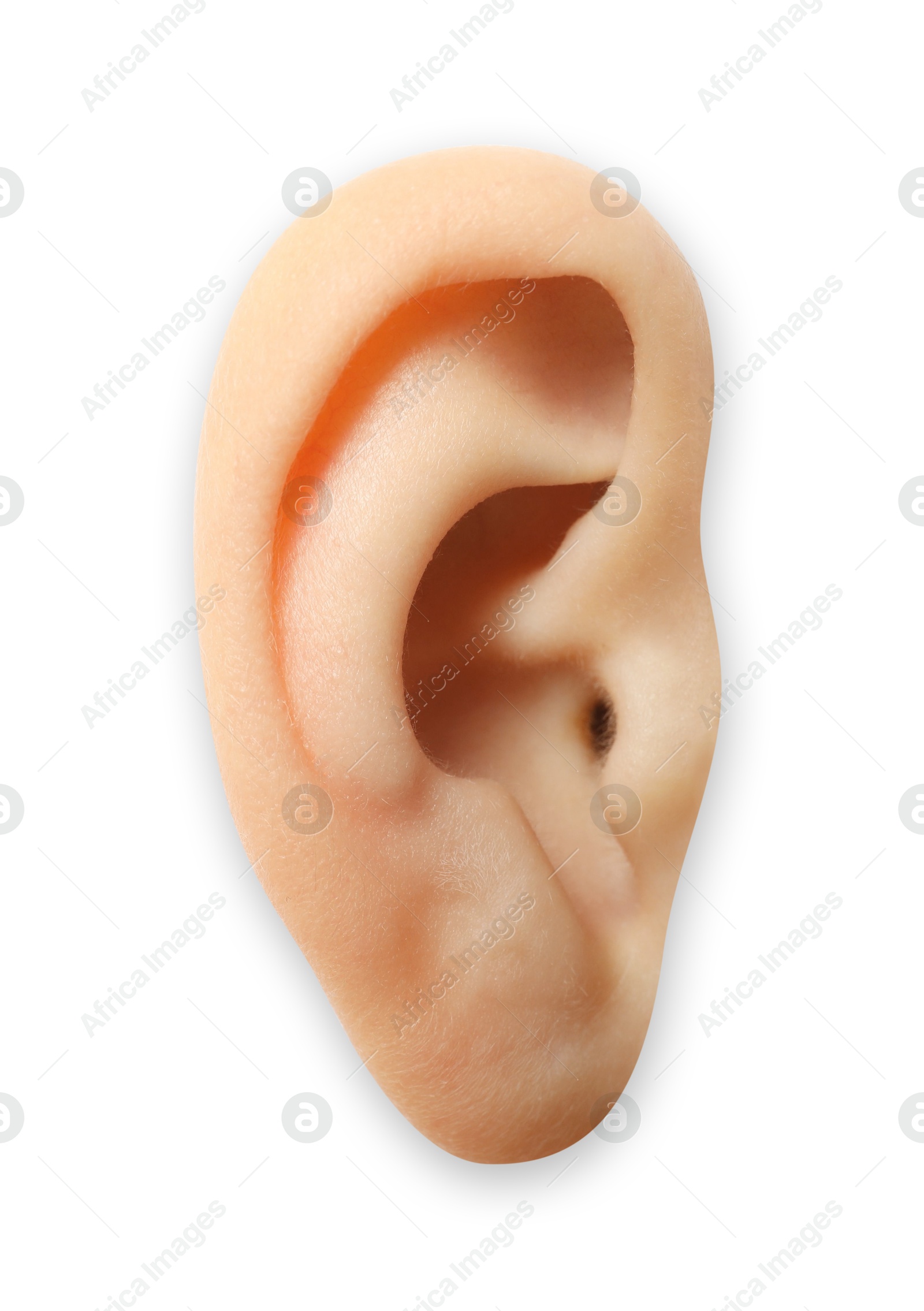 Photo of Human ear isolated on white, closeup view