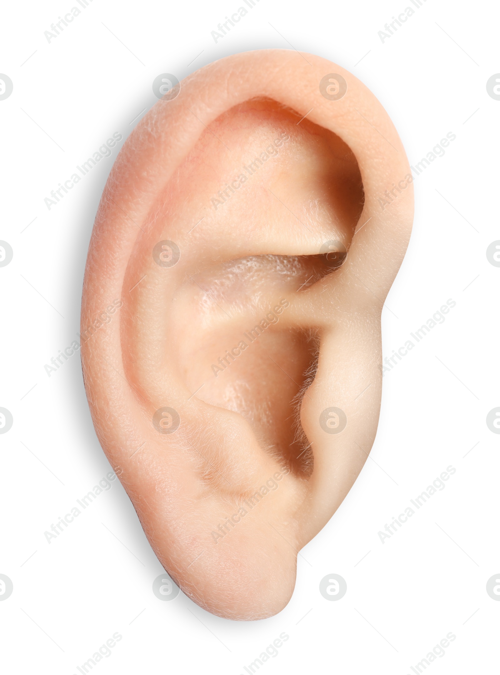 Photo of Human ear isolated on white, closeup view