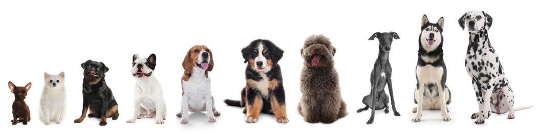 Image of Adorable dogs of different sizes in row on white background, from smallest to largest