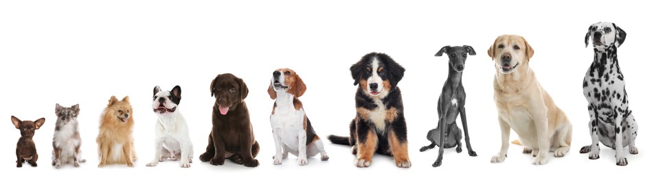 Image of Adorable dogs of different sizes in row on white background, from smallest to largest