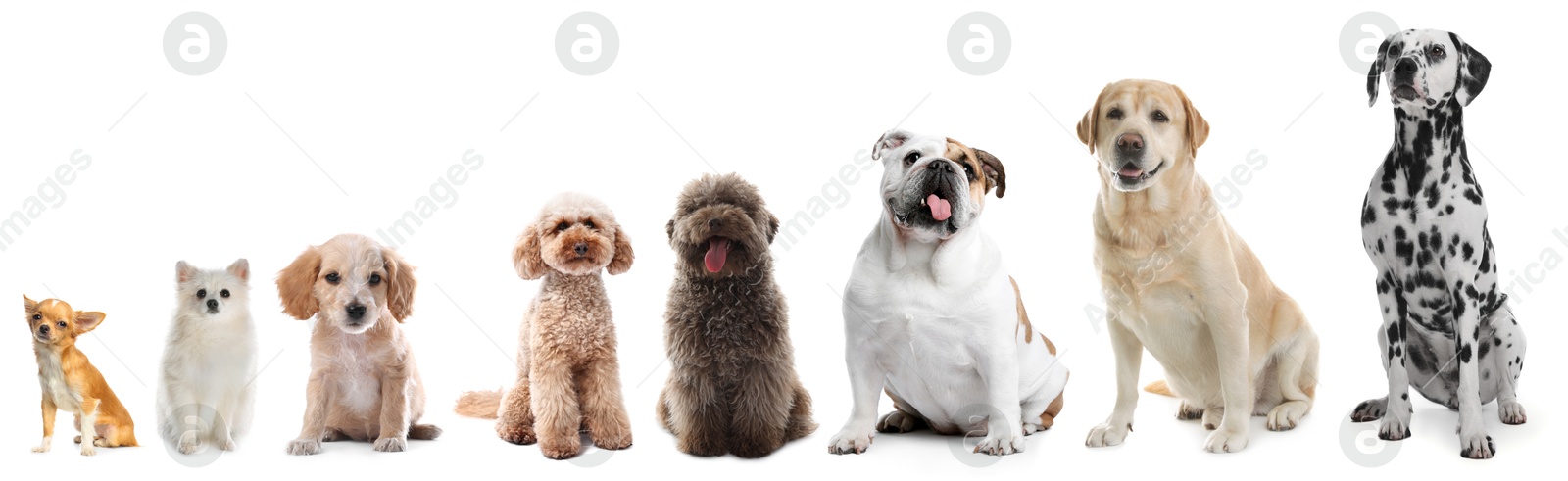 Image of Adorable dogs of different sizes in row on white background, from smallest to largest