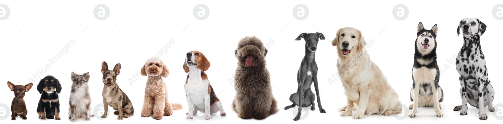 Image of Adorable dogs of different sizes in row on white background, from smallest to largest