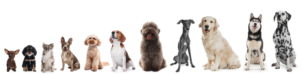 Image of Adorable dogs of different sizes in row on white background, from smallest to largest