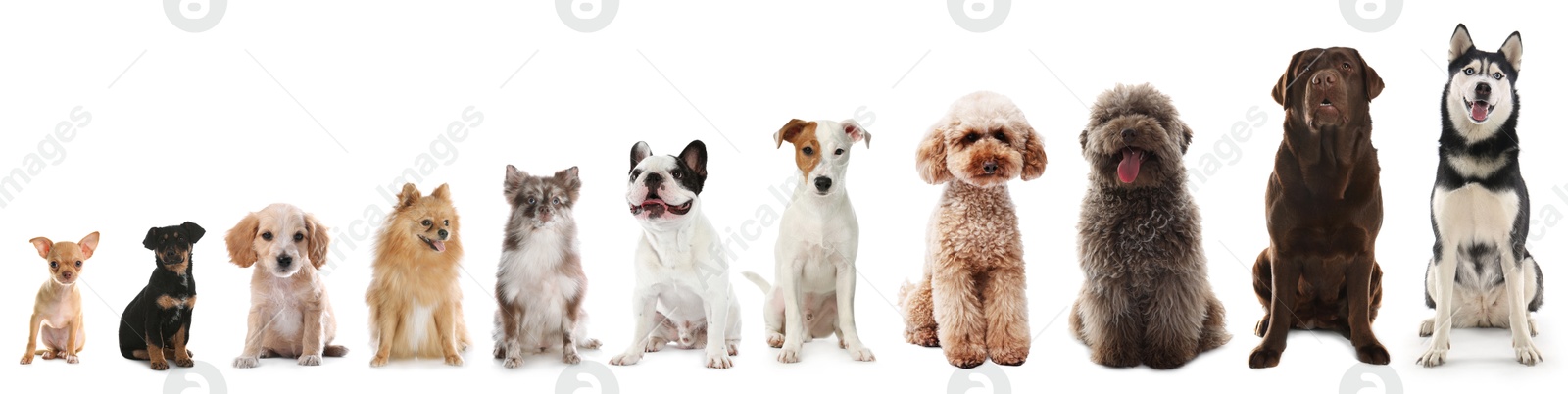 Image of Adorable dogs of different sizes in row on white background, from smallest to largest