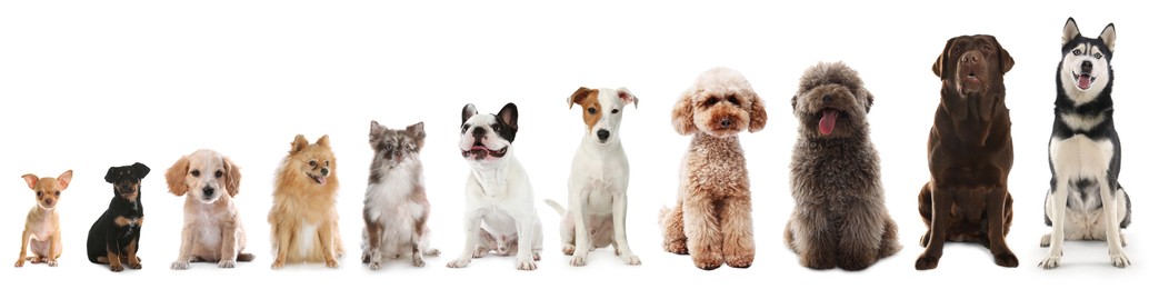 Image of Adorable dogs of different sizes in row on white background, from smallest to largest