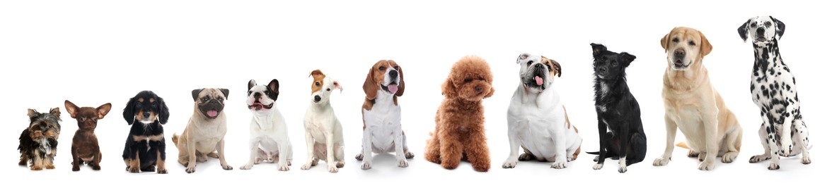 Image of Adorable dogs of different sizes in row on white background, from smallest to largest