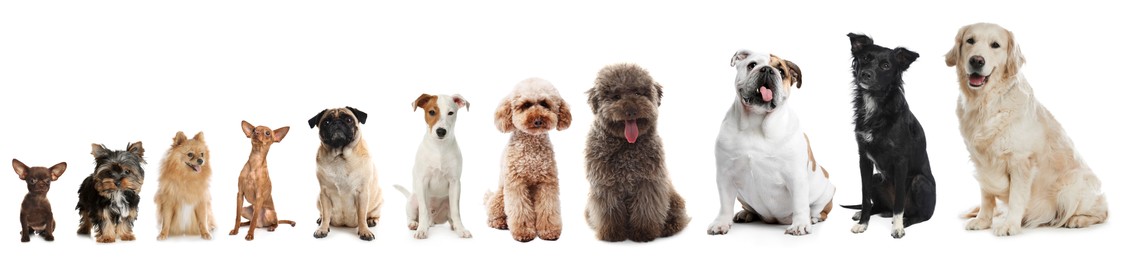 Image of Adorable dogs of different sizes in row on white background, from smallest to largest