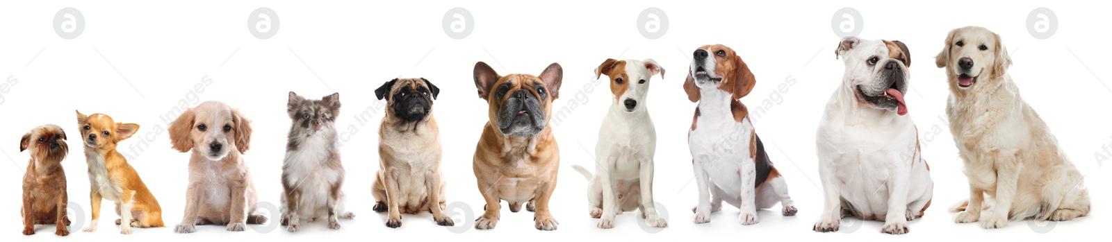 Image of Adorable dogs of different sizes in row on white background, from smallest to largest