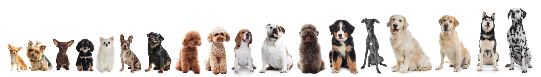 Image of Adorable dogs of different sizes in row on white background, from smallest to largest