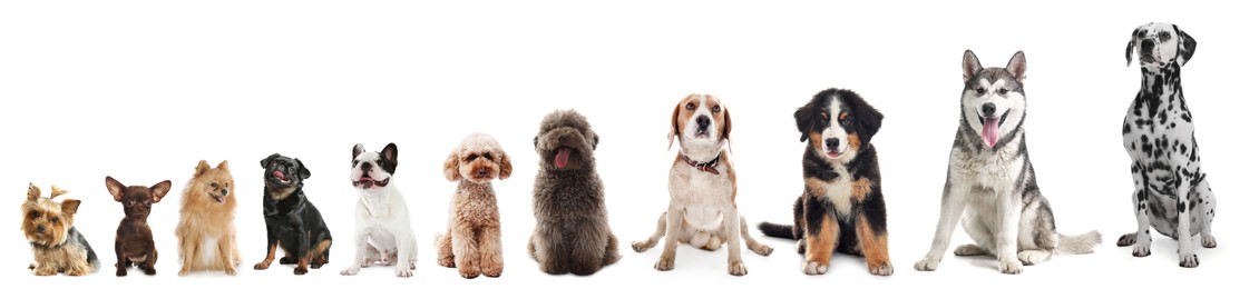 Image of Adorable dogs of different sizes in row on white background, from smallest to largest