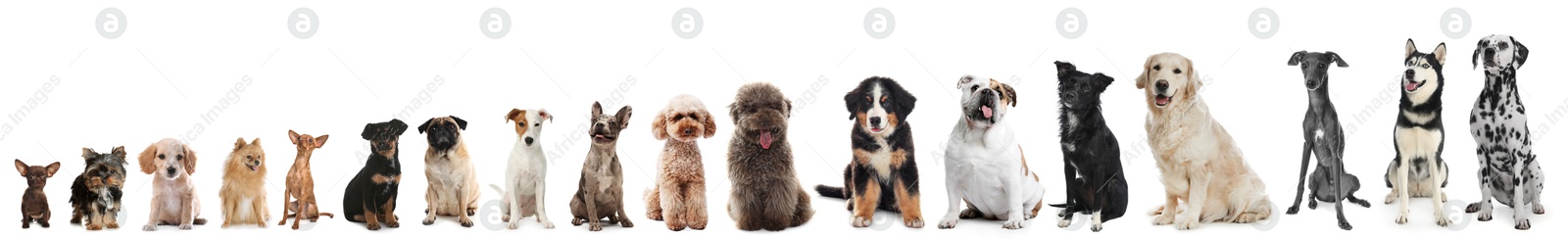 Image of Adorable dogs of different sizes in row on white background, from smallest to largest