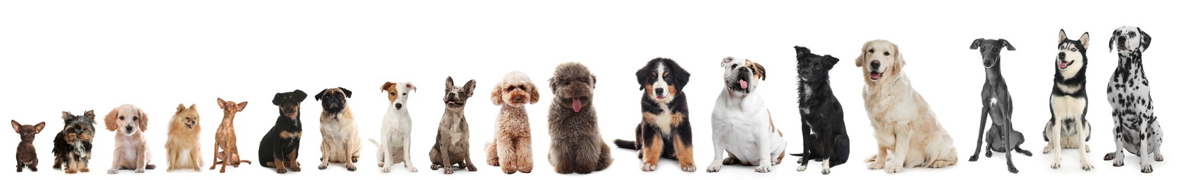 Image of Adorable dogs of different sizes in row on white background, from smallest to largest