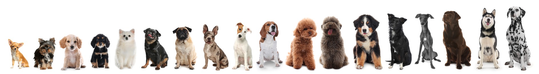 Image of Adorable dogs of different sizes in row on white background, from smallest to largest